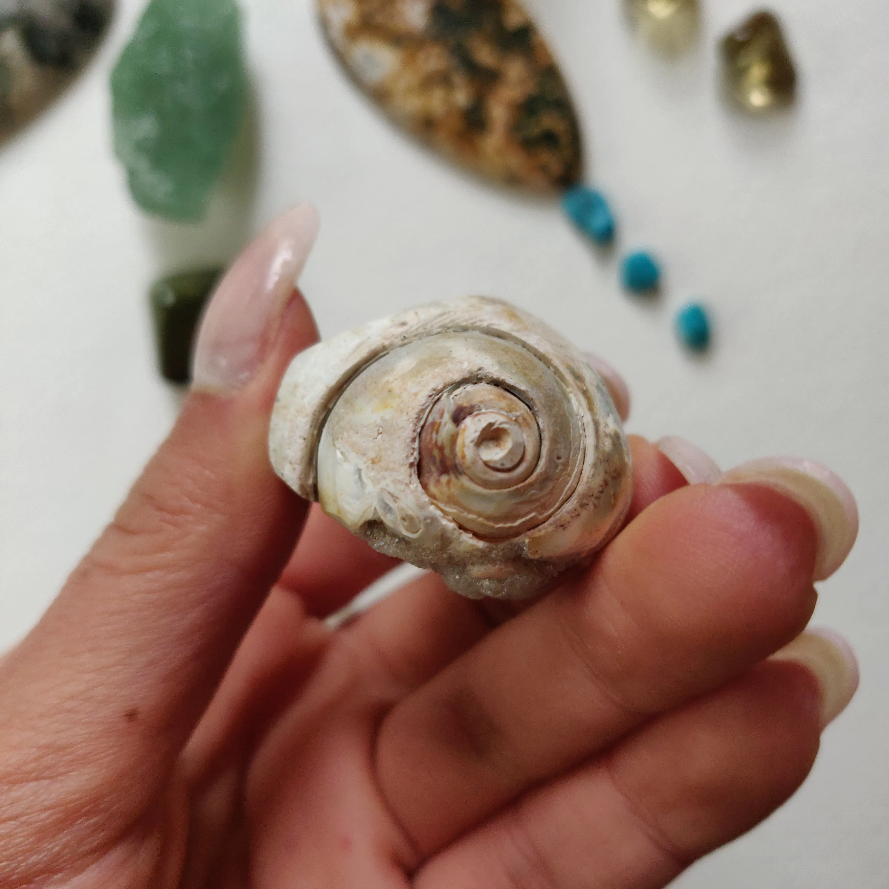Aura Druzy Shell (#14)