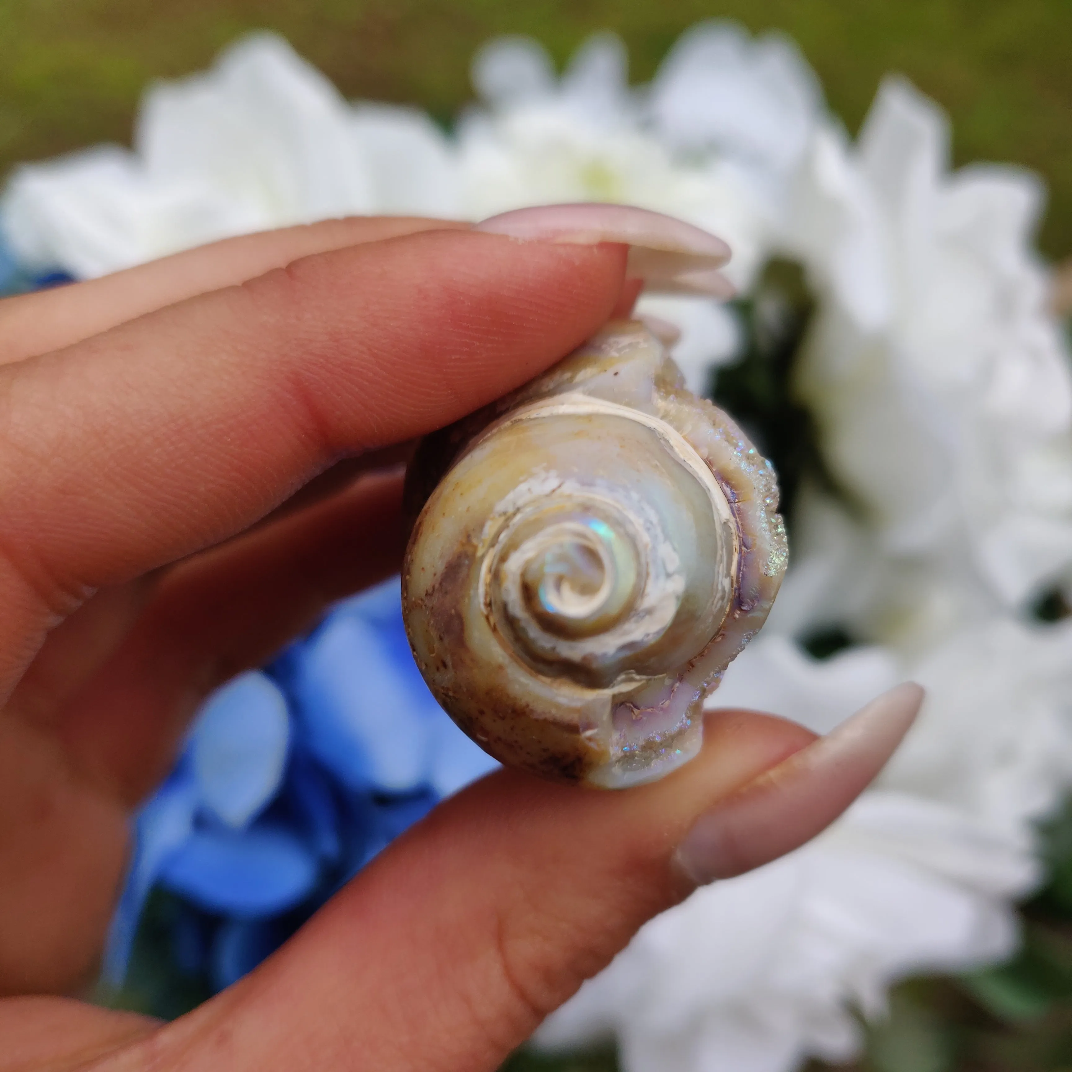 Aura Druzy Shell (#17)