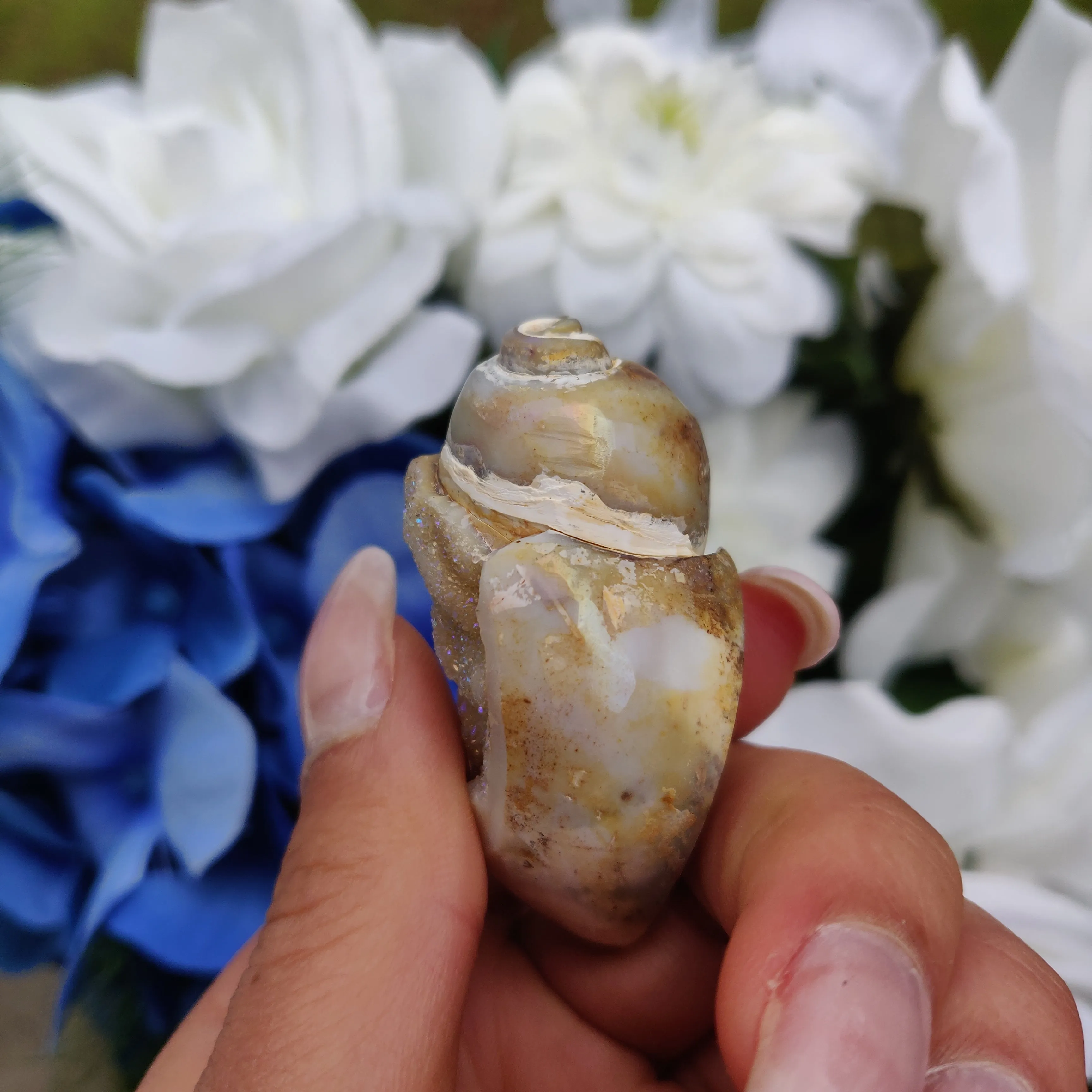 Aura Druzy Shell (#17)