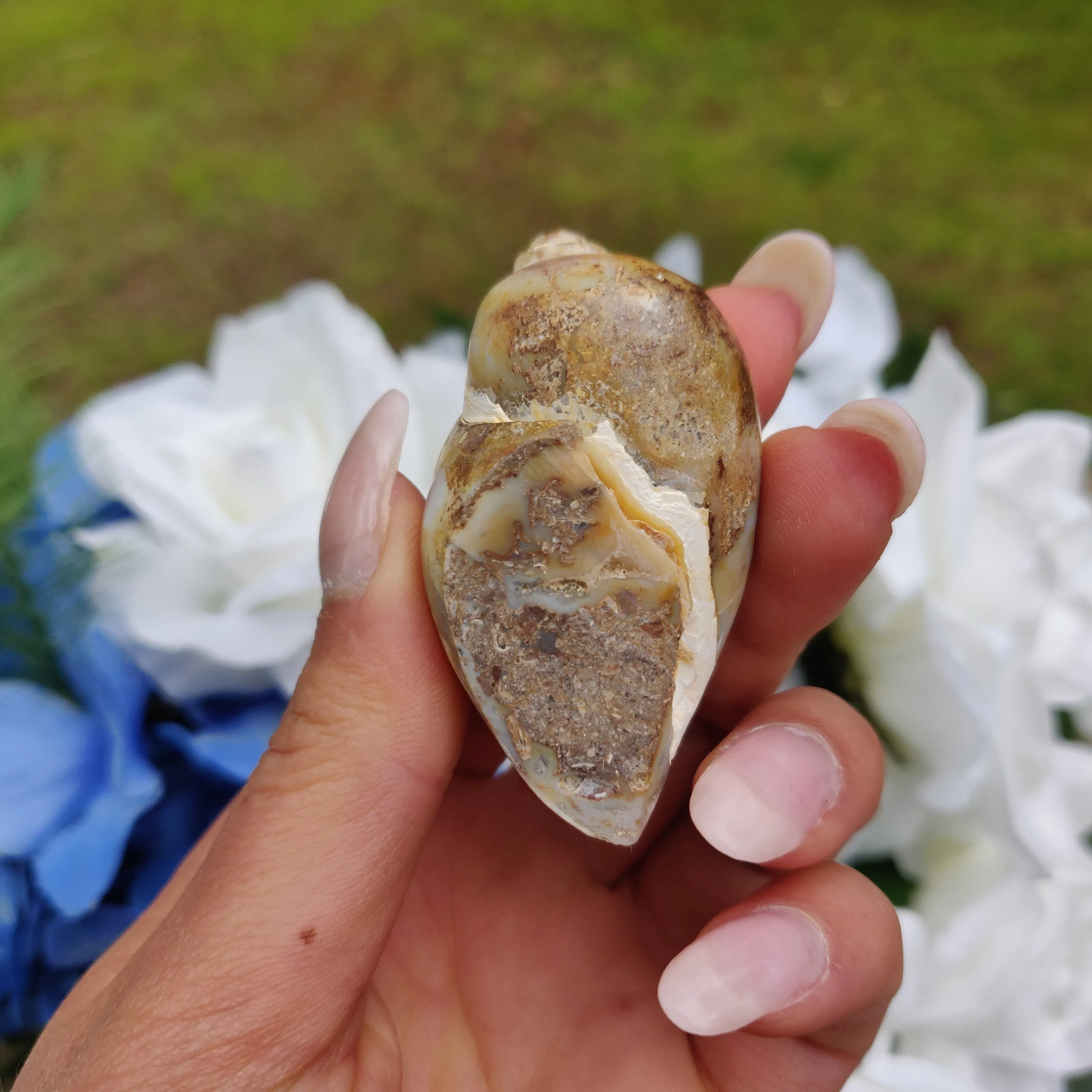 Aura Druzy Shell (#17)