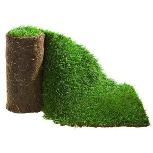 Click and Collect Lawn Turf m2 rolls - Special Offer (Collection only).