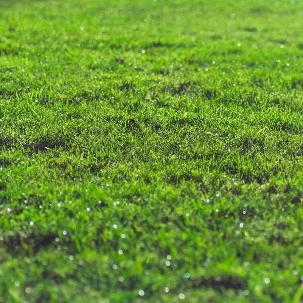 Lawn in a Bag